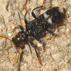 Scrobiger splendidus (Clerid beetle) at Karabar, NSW - 10 Dec 2024 by Harrisi