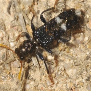 Scrobiger splendidus (Clerid beetle) at Karabar, NSW by Harrisi