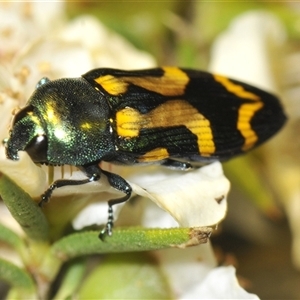 Castiarina flavopicta at Uriarra Village, ACT - 8 Dec 2024 08:30 PM