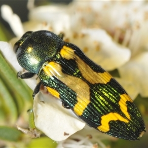 Castiarina flavopicta at Uriarra Village, ACT - 8 Dec 2024 08:30 PM