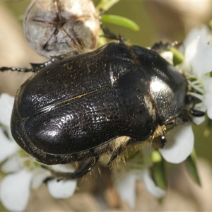 Cetoniinae sp. (subfamily) at Uriarra Village, ACT - 8 Dec 2024