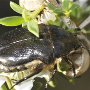 Cetoniinae sp. (subfamily) at Uriarra Village, ACT - 8 Dec 2024