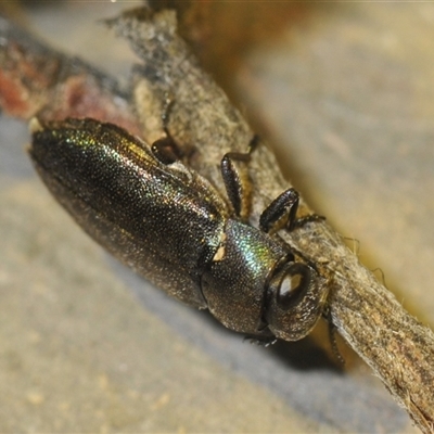 Neocuris sp. (genus) at Stirling, ACT - 7 Dec 2024 by Harrisi