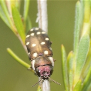 Diphucrania duodecimmaculata (12-spot jewel beetle) at Yarralumla, ACT by Harrisi