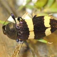 Castiarina vicina (Vicina jewel beetle) at Uriarra Village, ACT - 8 Dec 2024 by Harrisi