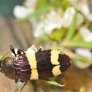 Castiarina vicina at Uriarra Village, ACT - 8 Dec 2024 08:28 PM