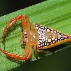 Arkys walckenaeri (Triangle spider) at Acton, ACT - 8 Dec 2024 by TimL