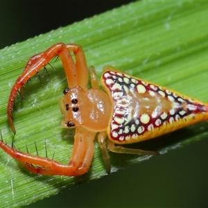 Arkys walckenaeri (Triangle spider) at Acton, ACT by TimL