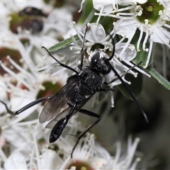 Acanthinevania sp. (genus) (Hatchet wasp) at Yarralumla, ACT - 26 Nov 2024 by TimL