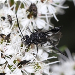 Acanthinevania sp. (genus) at Yarralumla, ACT - 26 Nov 2024 01:26 PM