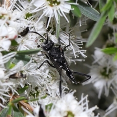 Acanthinevania sp. (genus) at Yarralumla, ACT - 26 Nov 2024