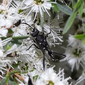 Acanthinevania sp. (genus) at Yarralumla, ACT - 26 Nov 2024 01:26 PM