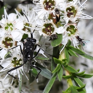 Acanthinevania sp. (genus) at Yarralumla, ACT - 26 Nov 2024