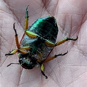 Anoplognathus brunnipennis (Green-tailed Christmas beetle) at Kambah, ACT by HelenCross