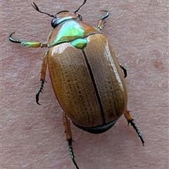 Anoplognathus brunnipennis at Kambah, ACT - suppressed