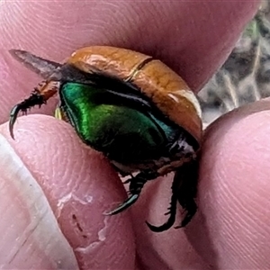 Anoplognathus brunnipennis at Kambah, ACT - suppressed