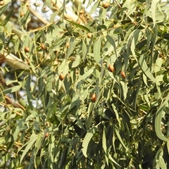 Anoplognathus brunnipennis at Kambah, ACT - suppressed