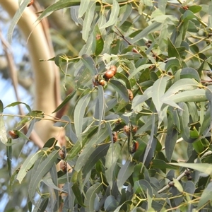 Anoplognathus brunnipennis at Kambah, ACT - suppressed