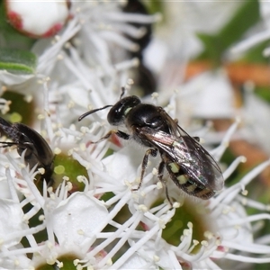 Euhesma nitidifrons (A plasterer bee) at Yarralumla, ACT by TimL