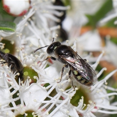 Euhesma nitidifrons (A plasterer bee) at Yarralumla, ACT - 26 Nov 2024 by TimL