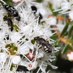 Euhesma nitidifrons at Yarralumla, ACT - 26 Nov 2024