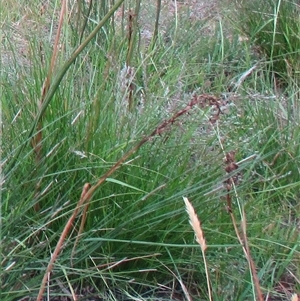 Prasophyllum elatum at Beaumaris, VIC - suppressed