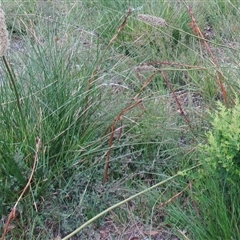 Prasophyllum elatum at Beaumaris, VIC - suppressed