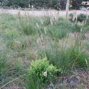 Prasophyllum elatum at Beaumaris, VIC - suppressed