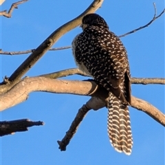 Eudynamys orientalis (Pacific Koel) at Latham, ACT - 11 Dec 2024 by Margo