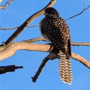 Eudynamys orientalis at Latham, ACT - 11 Dec 2024