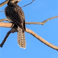 Eudynamys orientalis at Latham, ACT - 11 Dec 2024