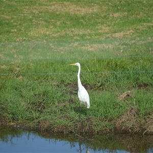 Ardea alba at Jamberoo, NSW - 10 Dec 2024 07:46 PM