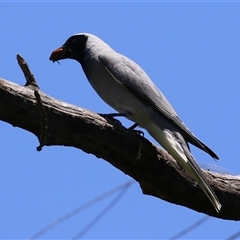 Coracina novaehollandiae at Fyshwick, ACT - 10 Dec 2024 by RodDeb