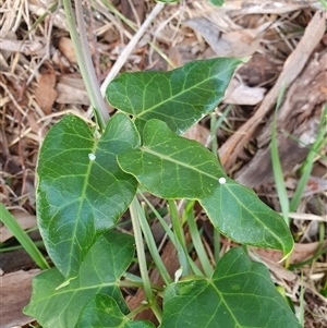 Araujia sericifera at Lyons, ACT - 11 Dec 2024