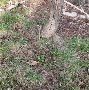 Araujia sericifera at Lyons, ACT - 11 Dec 2024