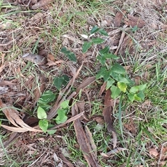 Araujia sericifera at Lyons, ACT - 11 Dec 2024