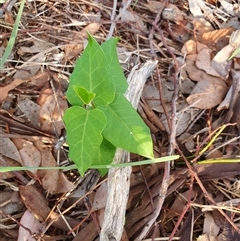 Araujia sericifera at Lyons, ACT - 11 Dec 2024