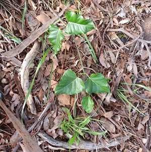 Araujia sericifera at Lyons, ACT - 11 Dec 2024