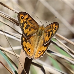 Heteronympha merope at Fyshwick, ACT - 10 Dec 2024