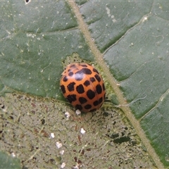 Epilachna sumbana (A Leaf-eating Ladybird) at Conder, ACT - 2 Mar 2024 by MichaelBedingfield