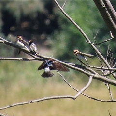 Petrochelidon ariel (Fairy Martin) at Fyshwick, ACT - 10 Dec 2024 by RodDeb