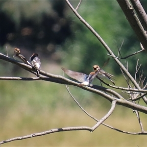 Petrochelidon ariel at Fyshwick, ACT - 10 Dec 2024