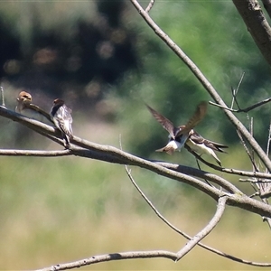 Petrochelidon ariel at Fyshwick, ACT - 10 Dec 2024 11:56 AM