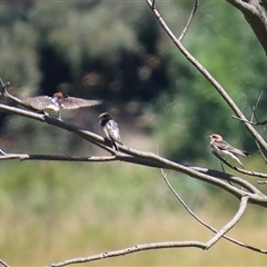 Petrochelidon ariel at Fyshwick, ACT - 10 Dec 2024