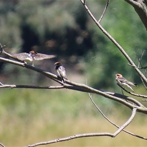 Petrochelidon ariel at Fyshwick, ACT - 10 Dec 2024 11:56 AM