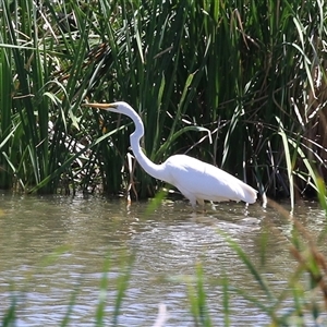 Ardea alba at Fyshwick, ACT - 10 Dec 2024