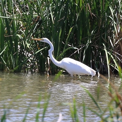 Ardea alba at Fyshwick, ACT - 10 Dec 2024 by RodDeb