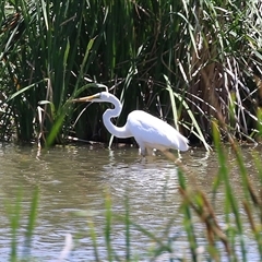 Ardea alba at Fyshwick, ACT - 10 Dec 2024