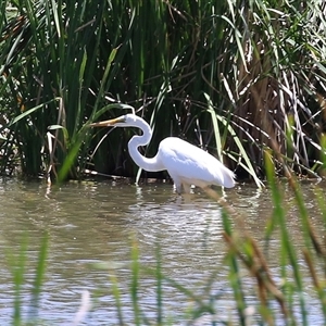 Ardea alba at Fyshwick, ACT - 10 Dec 2024