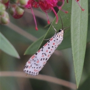 Utetheisa pulchelloides at Conder, ACT - 6 Mar 2024 06:53 PM